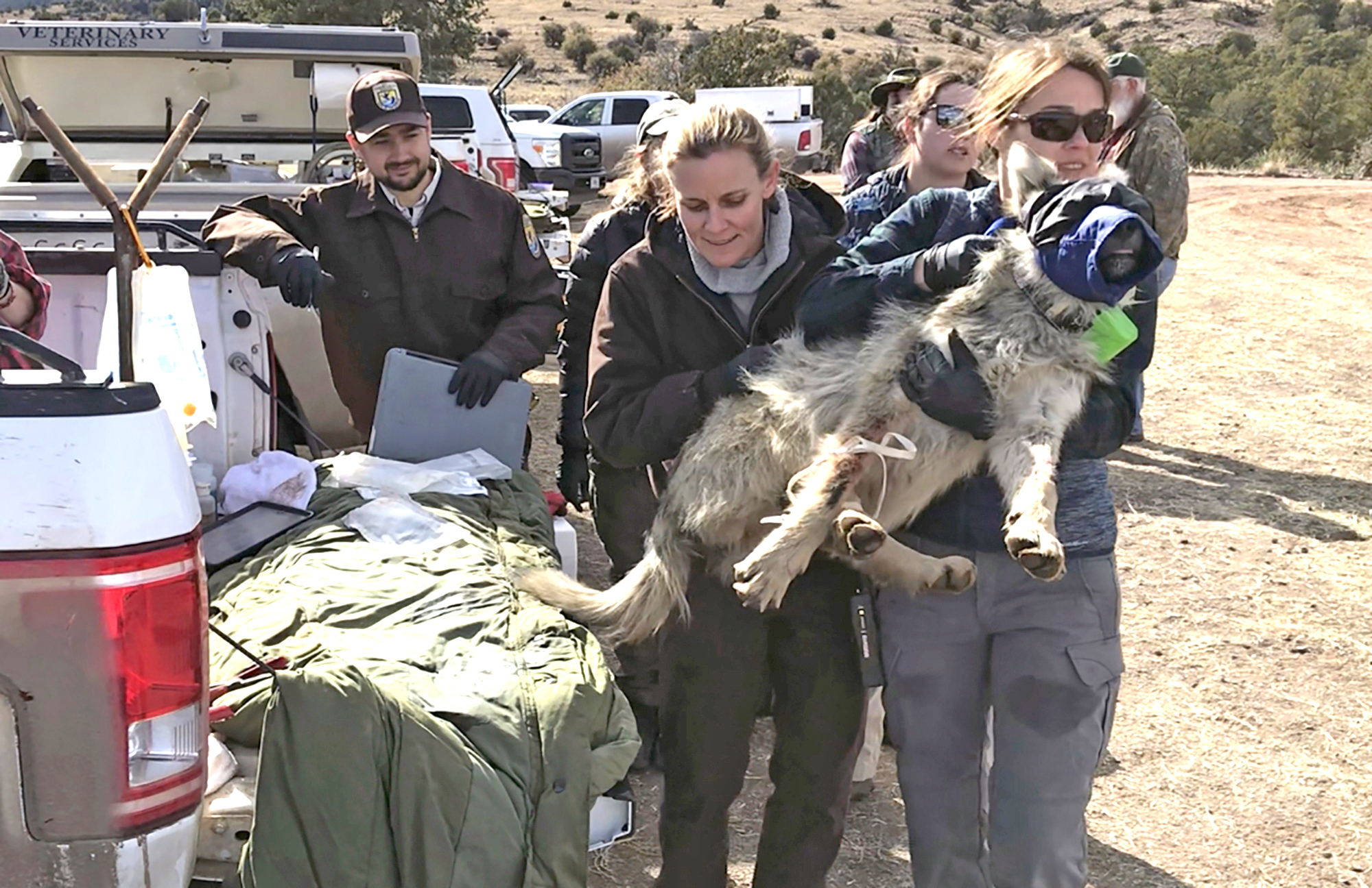 Endangered Mexican gray wolf found dead in Flagstaff | Williams-Grand