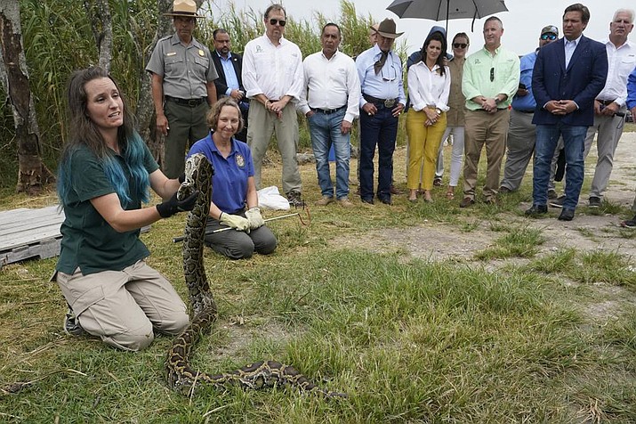 Florida Gov. Ron DeSantis, second from right rear, watches as McKayla Spencer, left, the Interagency Python Management Coordinator for the Florida Fish and Wildlife Conservation Commission holds up a Burmese python during a capture demonstration, Thursday, June 3, 2021, in the Florida Everglades. DeSantis announced the state's annual python hunting contest on Thursday. It will run from July 9 to 18 and include prizes for both pros and novices. (AP Photo/Wilfredo Lee)