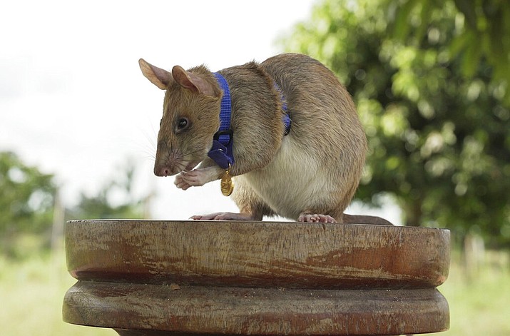 This undated file photo provided by the People's Dispensary for Sick Animals (PDSA) shows Cambodian landmine detection rat, Magawa, wearing his PDSA Gold Medal, the animal equivalent of the George Cross, in Siem, Cambodia. After five years of sniffing out land mines and unexploded ordnance in Cambodia, Magawa is retiring. The African giant pouched rat has been the most successful rodent trained and overseen by a Belgian nonprofit, APOPO, to find land mines and alert its human handlers so the explosives can be safely removed. (PDSA via AP, File)