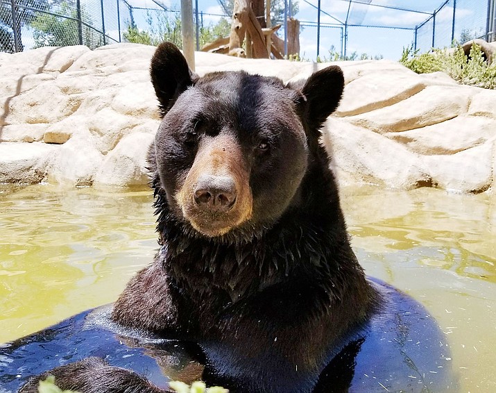 ‘Shash,’ cherished black bear at Heritage Park Zoological Sanctuary in