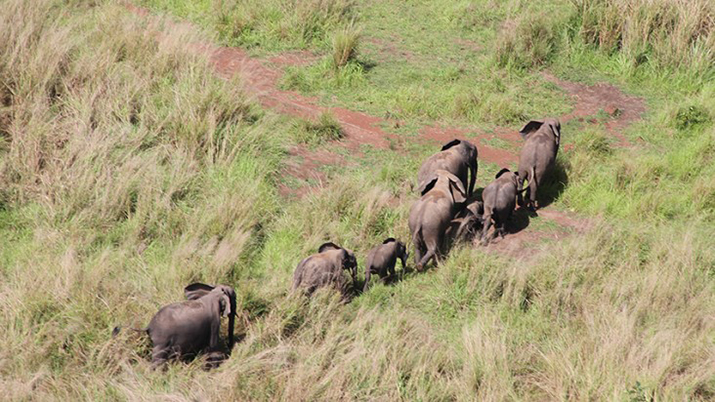 China’s wandering elephants on the move again | Kingman Daily Miner