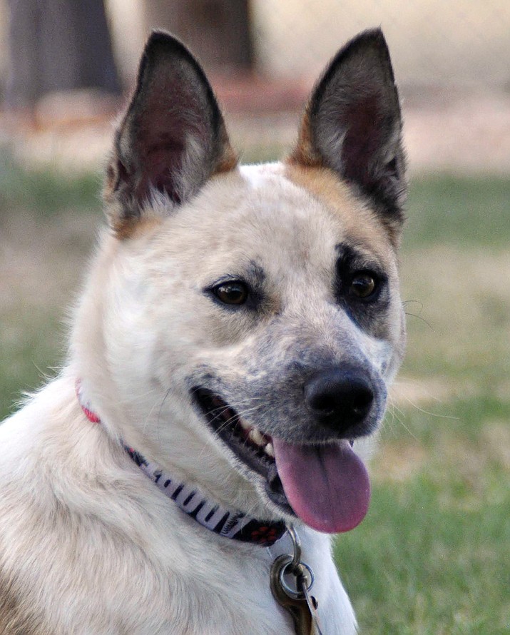 United Animal Friends dog, cat adoptions return to Petco | The Daily  Courier | Prescott, AZ