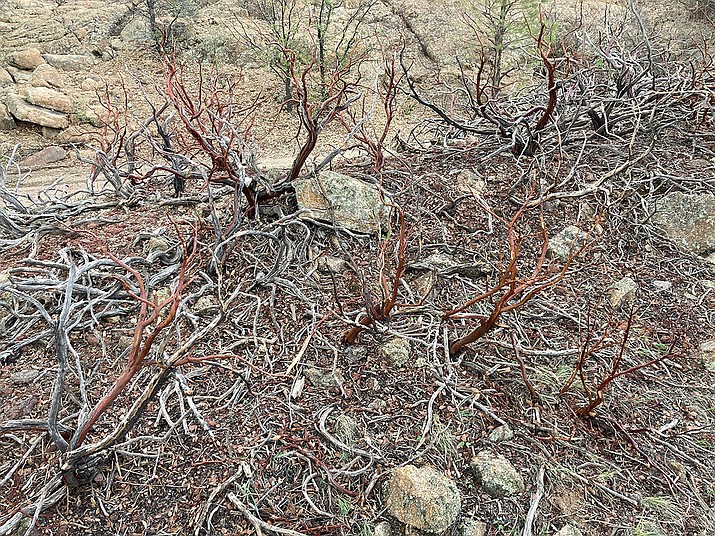 An example of the hail damage in the Dells. These manzanita shrubs lost all of their leaves as a result of the storm. (Eric Moore/Courtesy)