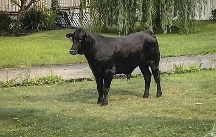 This photo shows a bull on the loose in Mastic, N.Y., Friday July 23, 2021. The bull has eluded capture for several days on Long Island despite attempts to lure the roaming animal with grain and a cow in heat. (Suffolk County Police Department via AP)