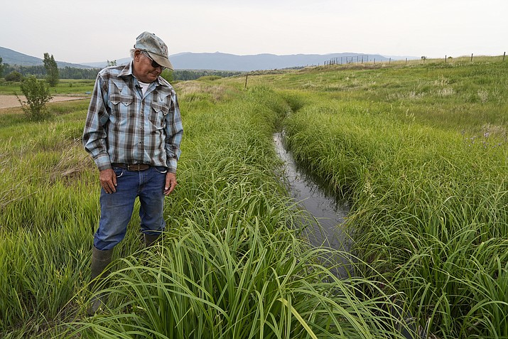 Rancher Jim Stanko checks the water level of an irrigation ditch, Tuesday, July 13, 2021, on his ranch near Steamboat Springs, Colo. Stanko said that due to drought conditions this year, if he can't harvest enough hay to feed his cattle, he may need to sell off some of his herd. (Brittany Peterson/AP)