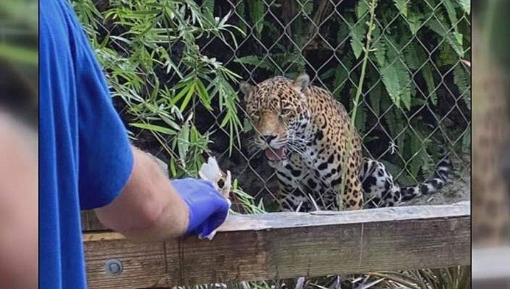 A man who stuck his hand in the jaguar's exhibit at Jacksonville Zoo and Gardens was hospitalized. (Courtesy photo)