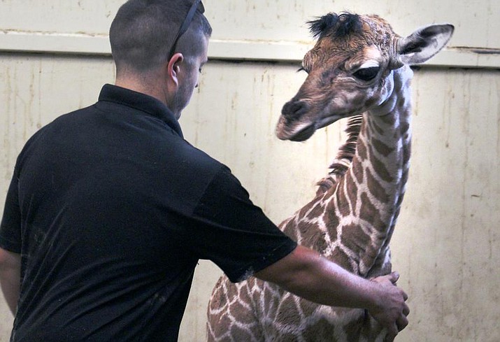 This recent photo provided by the Southwick's Zoo shows newborn giraffe "Dolly" with Luke Weatherhead, curator at the zoo, in Mendon, Mass. The zoo's newest addition is a pretty big baby, she was born about two weeks ago, is nearly 6 feet tall and weighs close to 150 pounds. (Betsey Brewer/Southwick Zoo photo via AP)