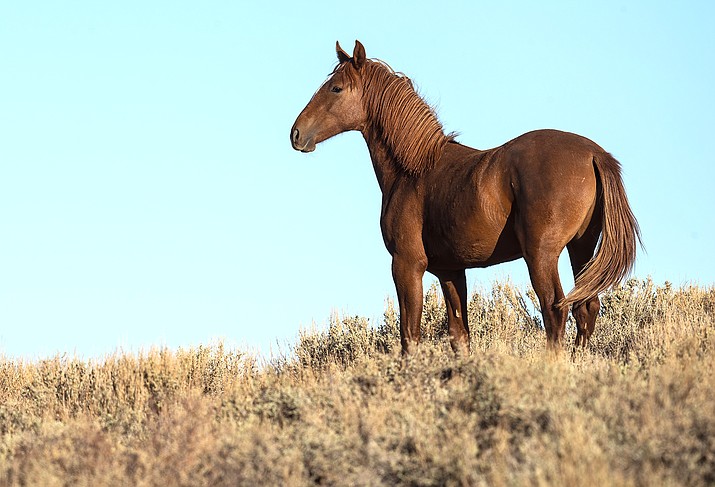 equine-first-aid-classes-in-williams-aug-29-sept-11-and-12