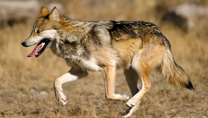 Endangered Mexican Gray Wolf Roaming Near Flagstaff Captured, Relocated ...