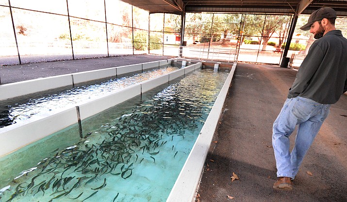 In this undated file photo, Rainbow trout can be seen in one of the raceways at the Page Springs Hatchery in Cornville as Fish Culturist Matt Lyons walks around the pools. The U.S. Fish and Wildlife Service (FWS) has issued a Finding of No Significant Impact (FONSI) as part of the Environmental Assessment (EA) of its proposal to continue to fund, in part, the Arizona Game and Fish Department’s (AZGFD) sport fish stocking program over the next 10 years. (Vyto Starinskas/Independent, file)