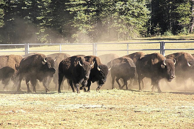 Bison enter a corral on the North Rim of Grand Canyon National Park, Arizona. Thirty-six bison were transferred to Native American tribes in Oklahoma and Nebraska Sept. 8. (Bryan Maul/National Park Service via AP)