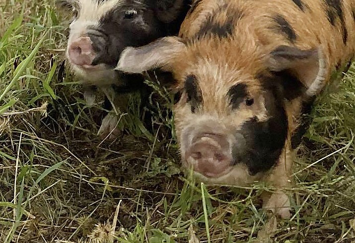 “Mary Anne” and “Ginger” are the two wayward pigs that went missing Sept. 7, 2021, in the Rosser/Cliff Rose area. The orange one is “Ginger,” the owner said. (Courtesy photo)