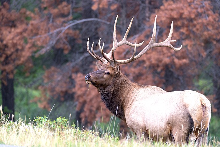 Grand Canyon National Park is warning visitors to be cautious when viewing elk, as these animals can become aggressive. (Photo/stock)