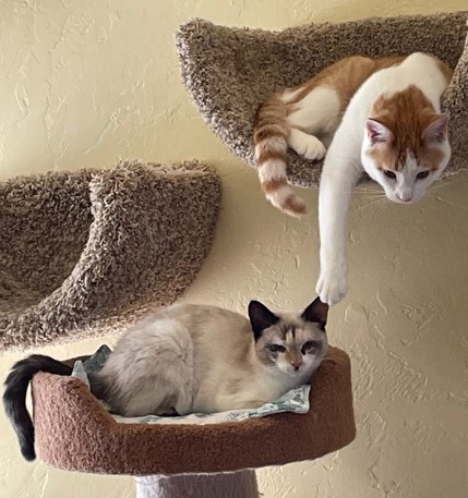 Pets of the Week: Bentley and Paisley (Miss Kitty's Cat House) | The ...