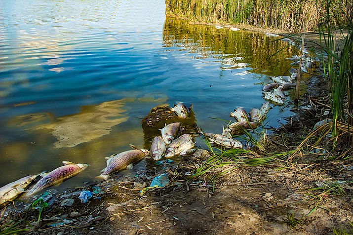 Prescott National Forest officials warned local swimmers of a “fish die off” at Mingus Lake on Saturday, Sept. 25, 2021. (Independent stock photo)