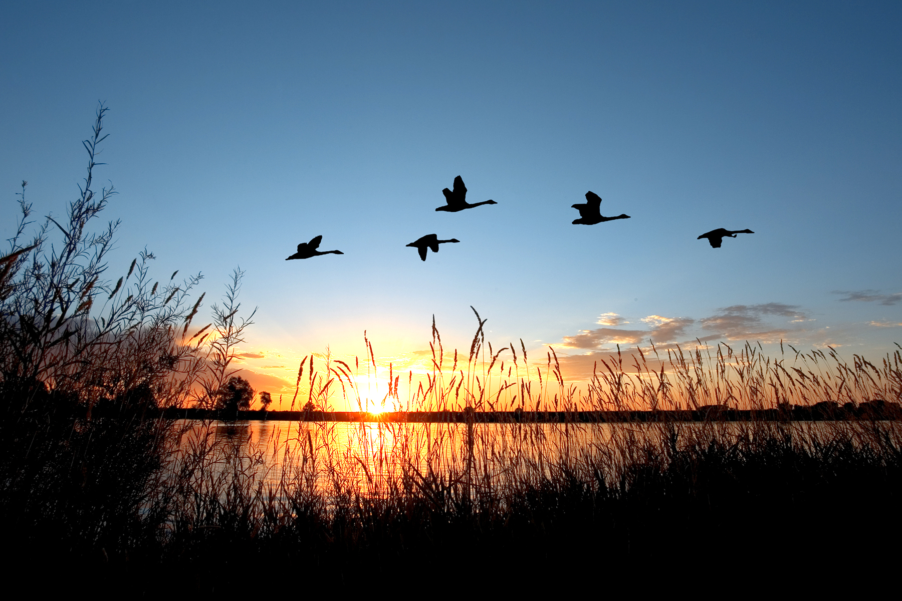 AZGFD says average outlook for 2021 waterfowl season in northern