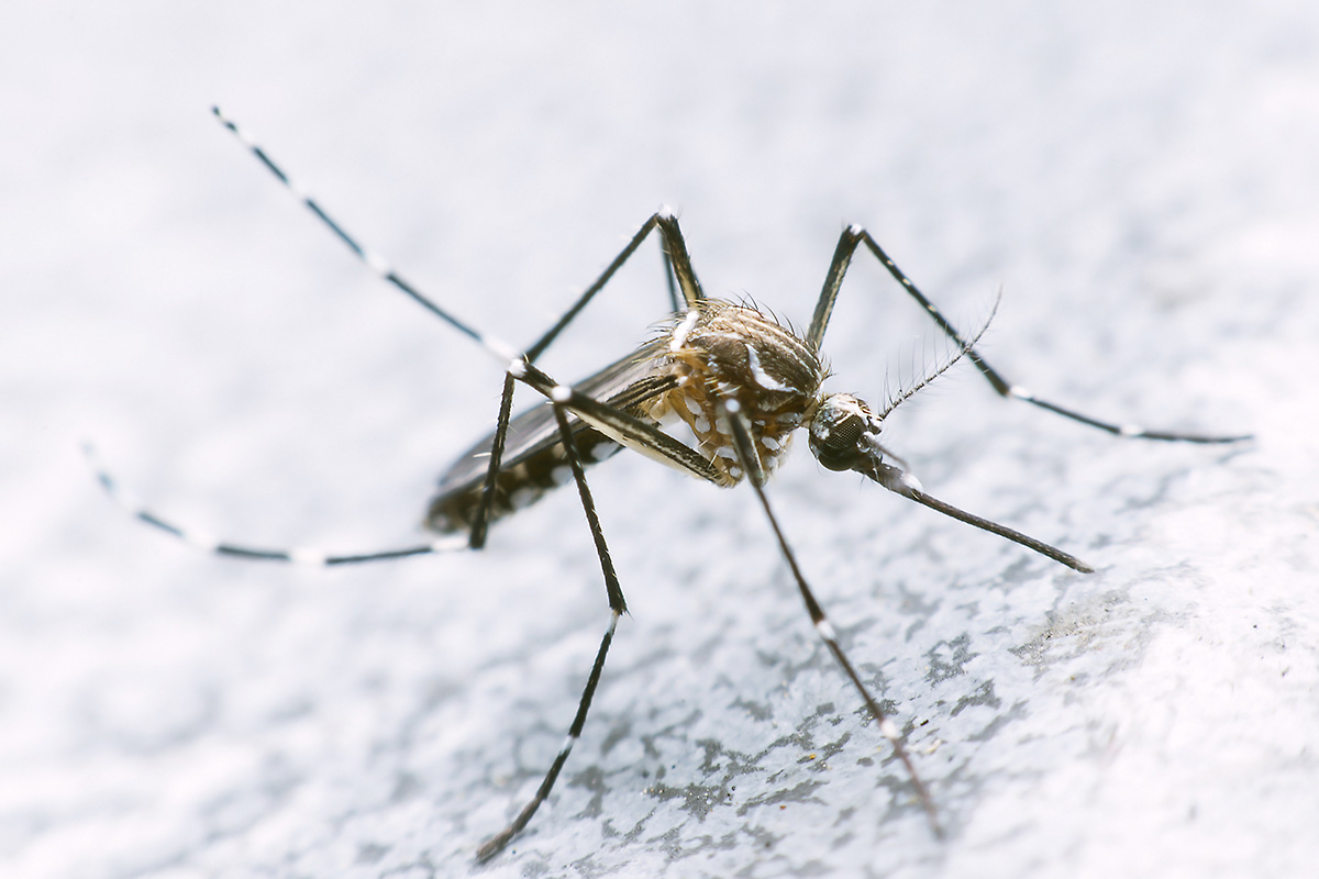 Стало известно какие. Malaria man.