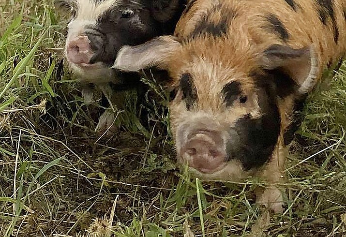 “Mary Anne” and “Ginger,” the two wayward pigs that went missing Sept. 7, 2021, in the Rosser/Cliff Rose area, are home safe now. (Courtesy photo)