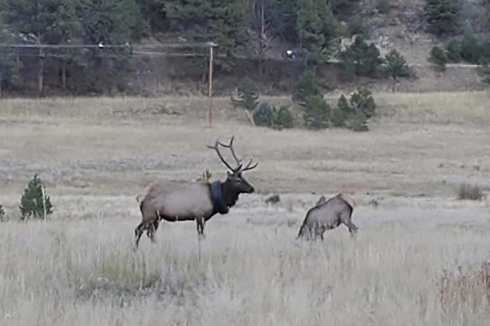This undated photo provided by Colorado Parks and Wildlife shows an elusive elk that has been wandering the hills with a car tire around its neck for at least two years that has now finally been freed of the tire. The 4-1/2-year-old, 600-pound bull elk was spotted near Pine Junction southwest of Denver on Saturday, Oct. 9, 2021, and tranquilized, according to Colorado Parks and Wildlife. (Colorado Parks and Wildlife via AP)