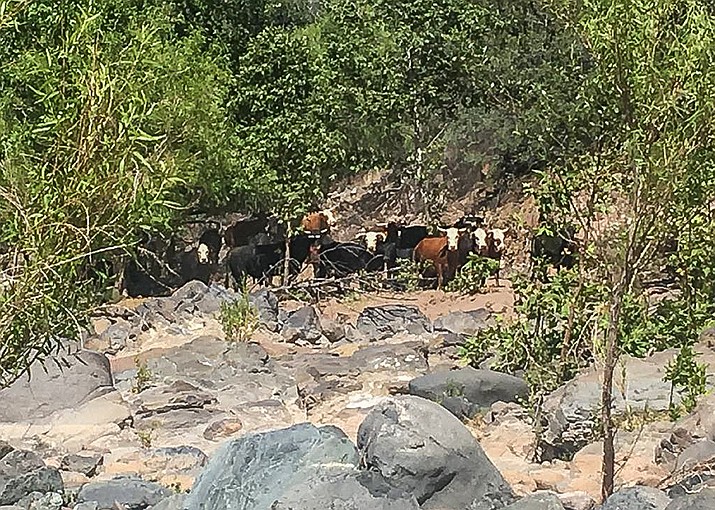 Cattle in the Bull Springs allotment of the east Verde River. (Center for Biological Diversity/Courtesy)