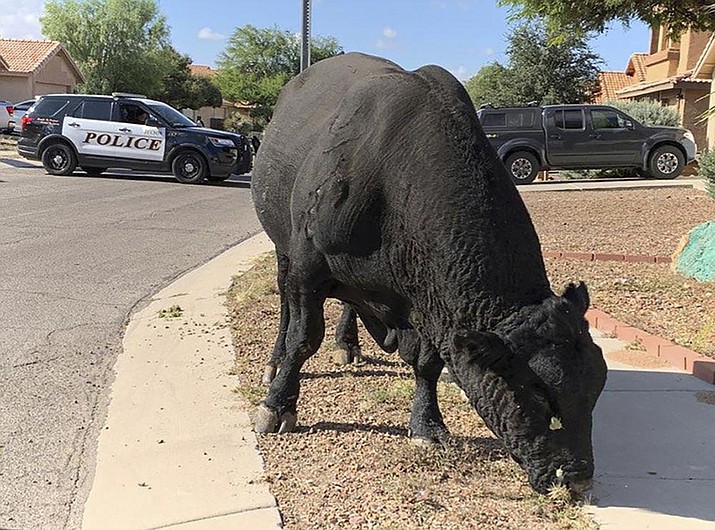 In this photo, a bull grazes in a residential neighborhood in Tucson, Ariz., Tuesday, Oct. 19, 2021. Tucson police officers blocked off the street with their SUVs until ranchers arrived two hours later to help corral the bull. (Tucson Police Department via AP)
