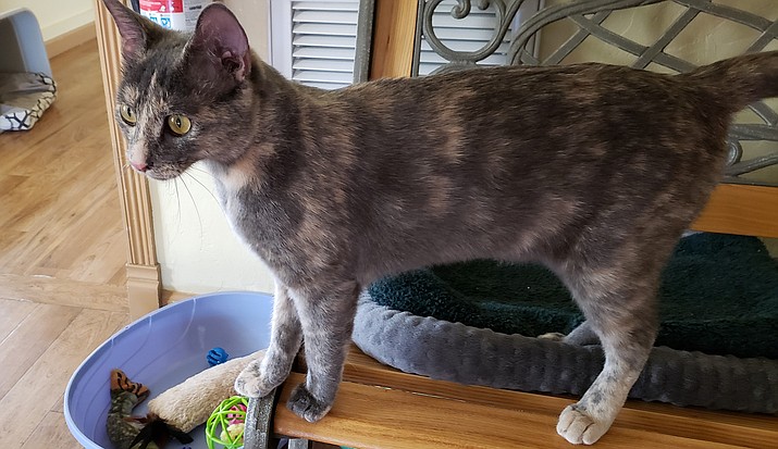 Scout is a young 1+ year-old Dilute Tortoiseshell female. (Courtesy)