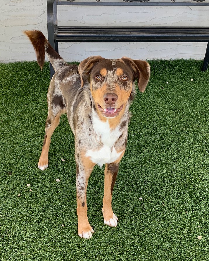 Ollie is a 1-year-old Catahoula mix. (Courtesy)