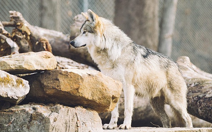 At least 186 Mexican wolves live in western New Mexico and eastern Arizona, authorities say. The wolves – a rare subspecies of the gray wolf – were all but wiped out by the 1970s. (Michael Hannan/Cronkite News file photo)