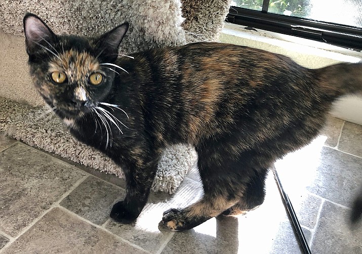 Pet of the Week: Hazel (Catty Shack) | The Daily Courier | Prescott, AZ