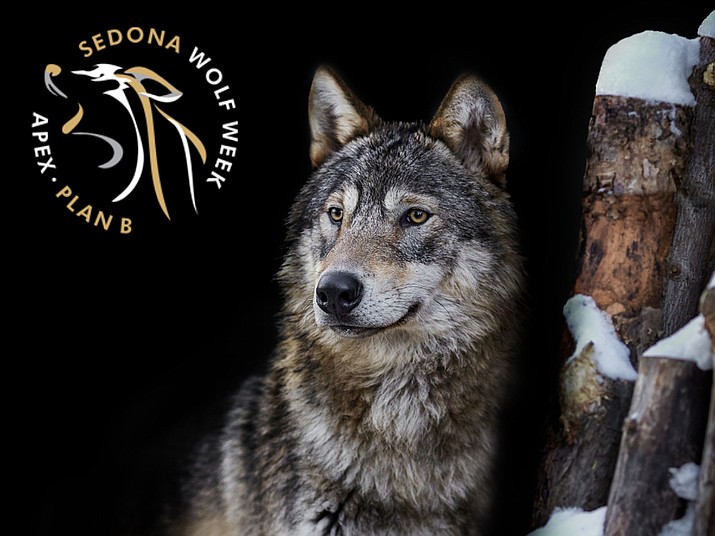 Sedona Film Fest partners with Sedona Wolf Week Nov. 1011 Kudos AZ