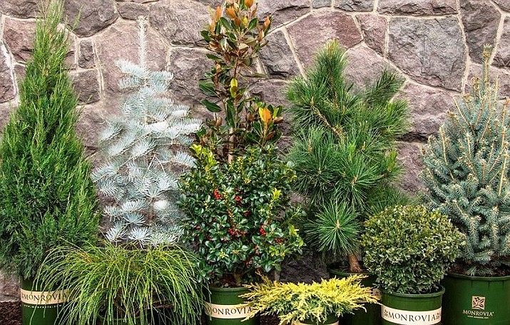Top 15 evergreen shrubs of winter. (Watters Garden Center/Courtesy photos)