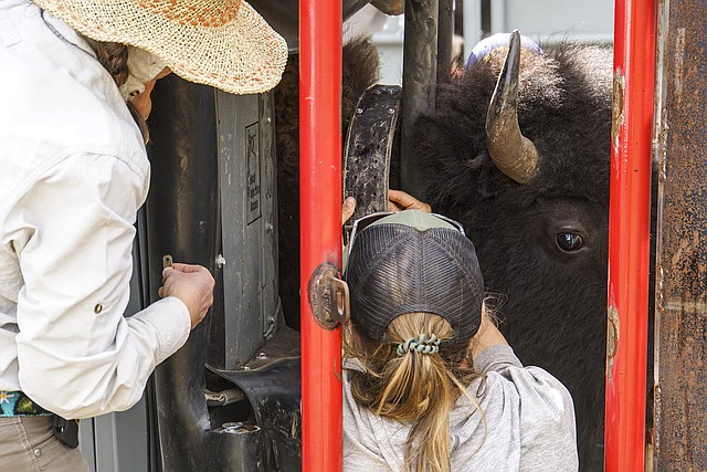 A bison looks out as wildlife biologists Miranda Terwilliger and Skye Salganek put a tracking collar on the animal at the North Rim of Grand Canyon National Park Aug. 30. (Lauren Cisneros/Grand Canyon National Park via AP)