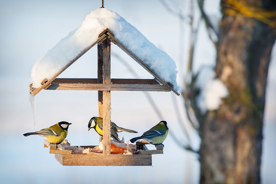 Birding Wild bird survival in winter is all about food availability