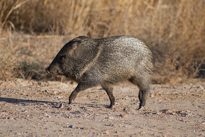 Presentation at Natural History Institute will focus on javelinas ...