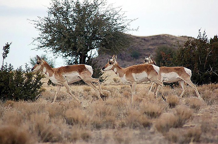 Antelope are shown running on Yavapai Ranch, site of a proposed 51,000-acre project that would include almost 10,000 new homes. The application came back before the Yavapai County Board of Supervisors this week, Nov. 17, 2021, since the developer failed to record a plat on time. (Tim Wiederaenders/Courier, file)