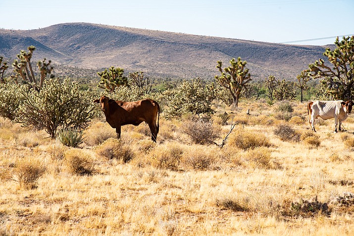 Approximately 1,850 acres of a cattle ranch that is part of an important wildlife corridor in western Cochise County are now protected as open space. (Stock photo)