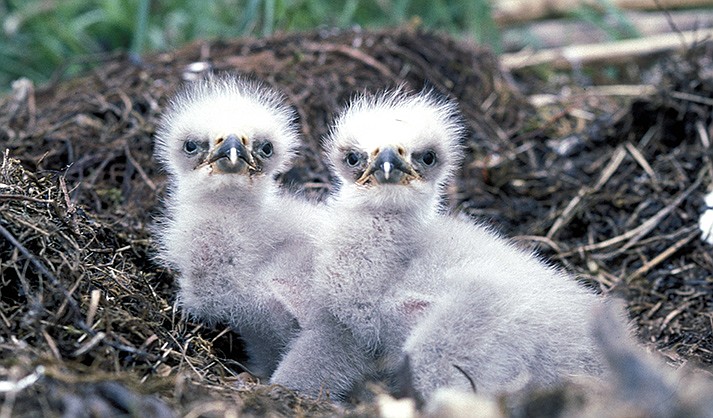 The hoped-for results of a peaceful breeding season for Arizona bald eagles is surviving nestlings. None survived last year on the Verde. (U.S. Fish & Wildlife/Courtesy)
