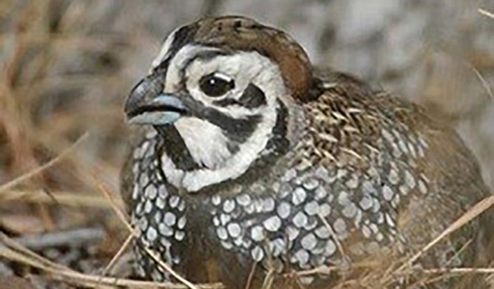 Mearns' quail season opens Dec. 3 | The Verde Independent | Cottonwood, AZ