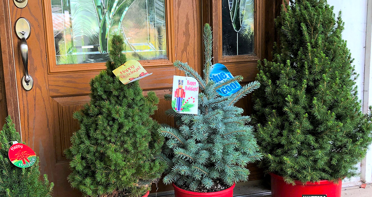 Mountain Gardener 6 steps for planting Christmas tree after the