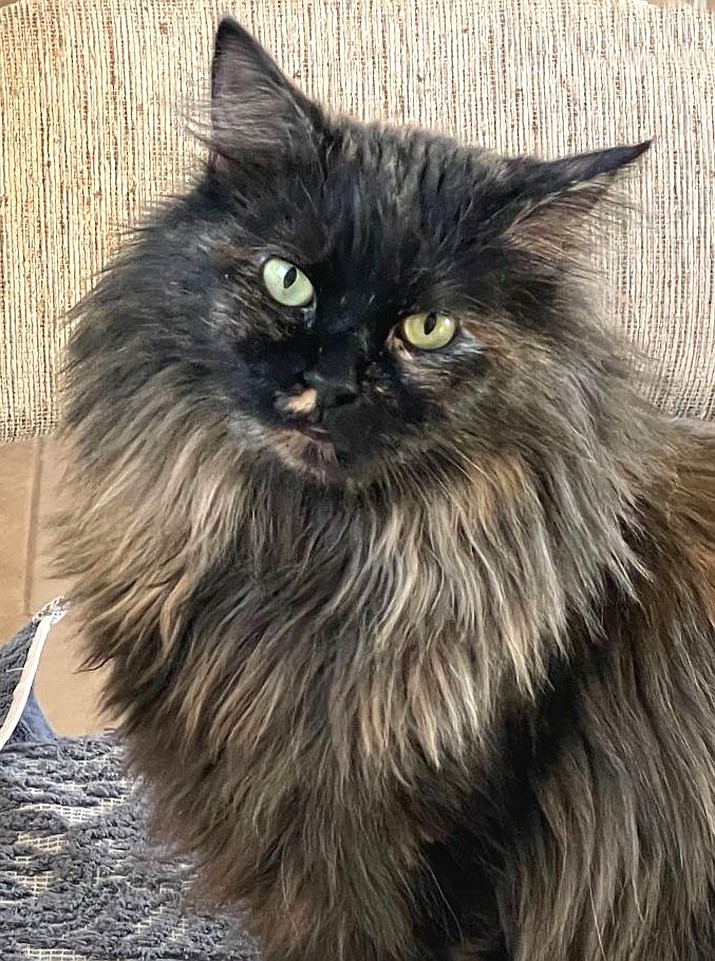 Squirt is a playful, active 2-year-old longhair tortoiseshell. (Courtesy)