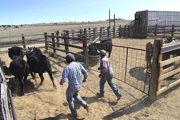 Ranchers count cattle in October 2020 in a corral at the Sims Ranch near Crownpoint, New Mexico. Legislation sponsored by a member of the Navajo Nation Council would support a congressional effort aimed at ensuring beef imported to the U.S. is properly labeled. (Vida Volkert/Gallup Independent via AP)