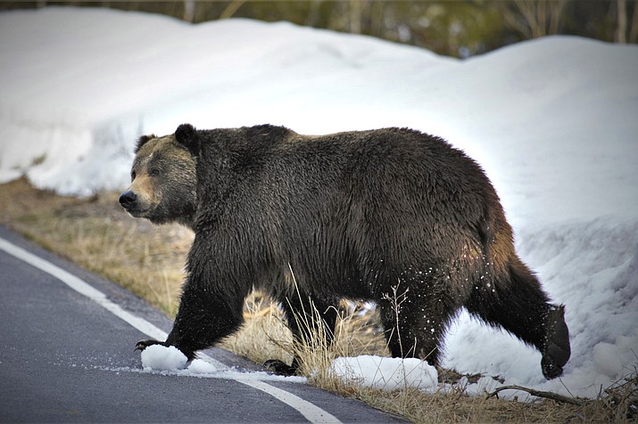 A grizzly bear in Grand Teton National Park, Wyoming. On March 31, Fish and Wildlife Service released its first assessment in almost a decade on the status of grizzly bears in the contiguous U.S. (Joe Lieb/USFWS via AP)