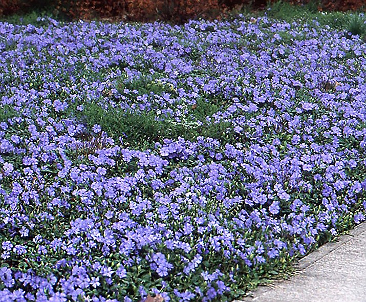 Vinca minor as a ground cover. (Watters/Courtesy)
