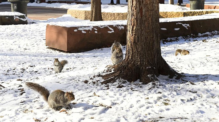 The squirrels in Mears Park in St. Paul, Minn., such as these on Monday, Dec. 20, 2021, are fat, bold and accustomed to being fed by people. They have been chewing through wires on the Christmas lights, so Mears Park isn't lit up as usual this holiday season. (Scott Takushi/Pioneer Press via AP)