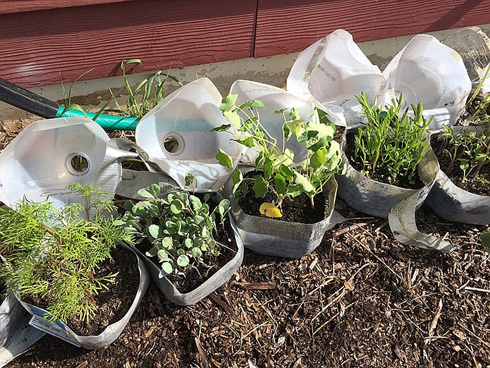 Winter sowing allows gardeners to start transplants from seeds outdoors by repurposing milk jugs or two-liter soda bottles. (MelindaMyers.com/Courtesy)