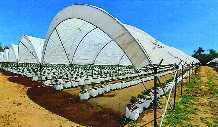 An example of a hoop-house growing facility as proposed by Hollister Bioscience, which acquired Venom Extracts and has rebranded as YourWay Cannabis. (Robert Polcar Architects Inc.)