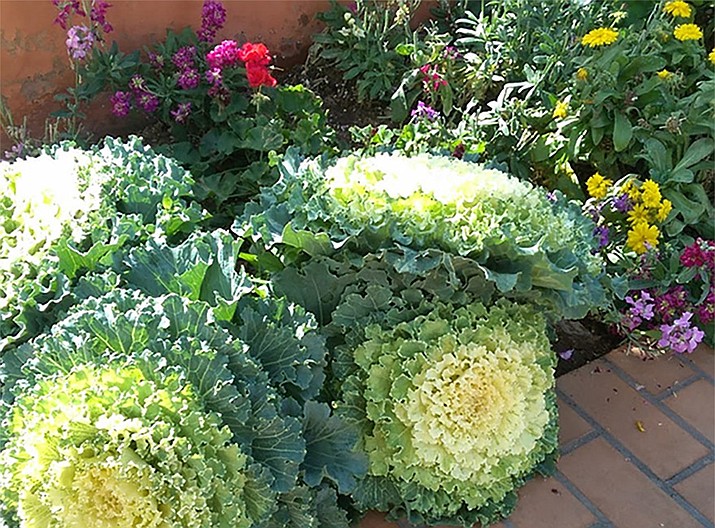 In Zone 7 (Prescott area), toward the end of the month, you can also begin broccoli, cabbage, cauliflower, kale (pictured) and lettuce to transplant outdoors in March. (Watters/Courtesy photo)