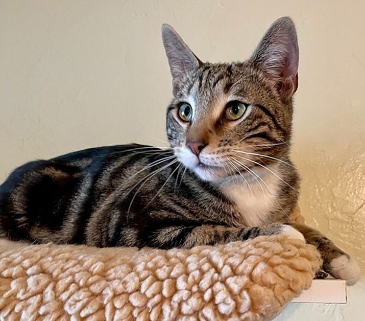 Merlin, a large Classic Tabby, is available for adoption. (Courtesy)