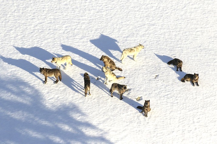 Yellowstone National Park officials say 20 Yellowstone wolves have been killed by hunters in recent months including 15 just across the park border in Montana. (National Park Service via AP, File)