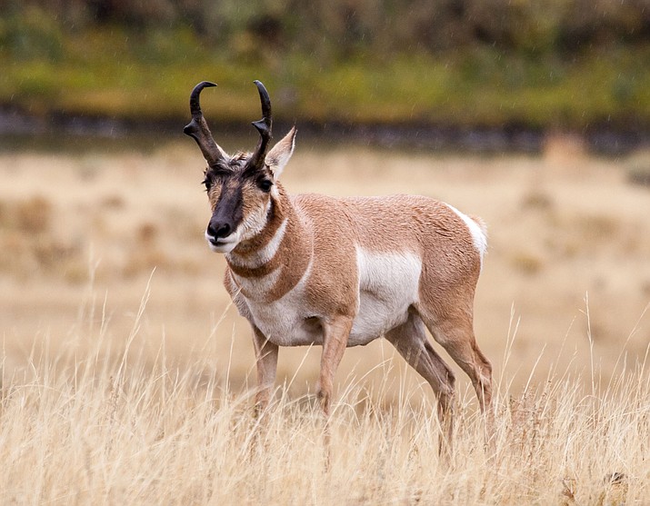 The Arizona Game and Fish Department is now accepting applications for elk and antelope permits for the 2022 hunting season. To apply, visit https://www.azgfd.com/, and click on “Apply for a Draw.” (Miner file photo)